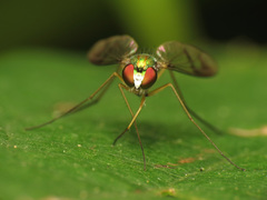 Condylostylus scaber