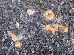 Hypomyces lactifluorum