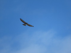 Buteo albigula