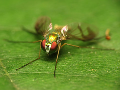 Condylostylus scaber