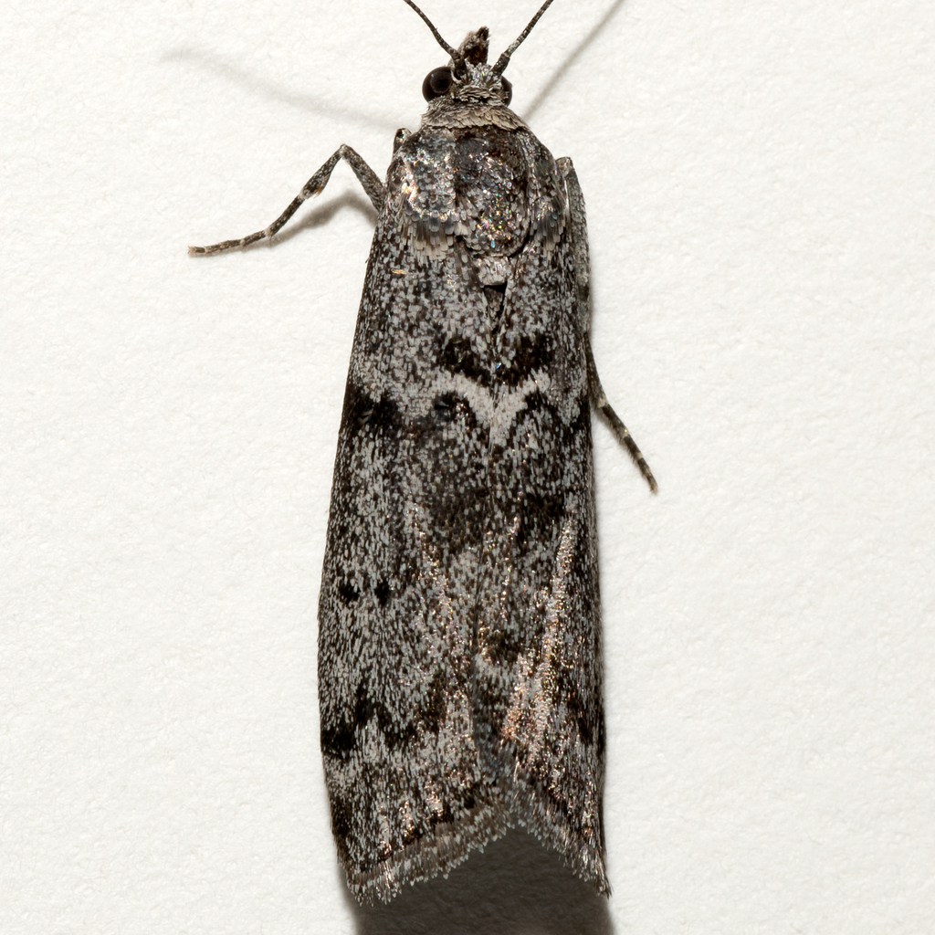 Pyla westerlandi