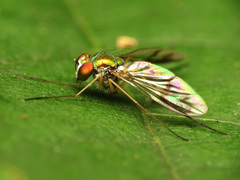 Condylostylus scaber