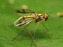 Condylostylus scaber