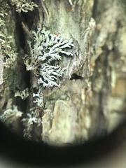 Physconia subpallida