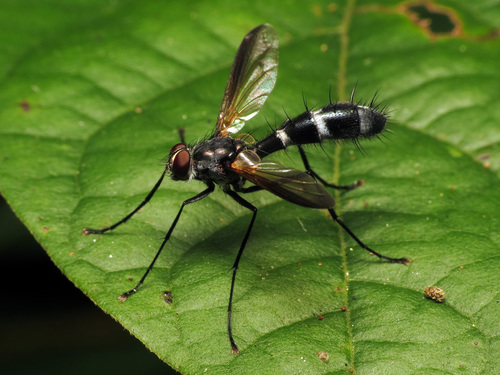 Cordyligaster septentrionalis photo 2