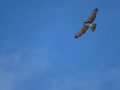 Buteo albigula