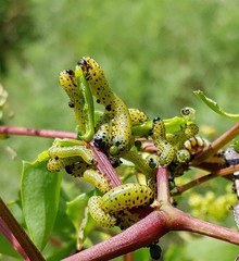Ceratulus spectabilis