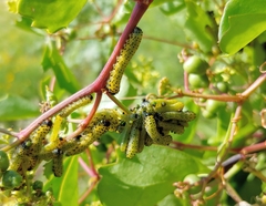 Ceratulus spectabilis