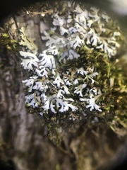 Physconia subpallida