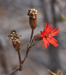 Silene laciniata laciniata