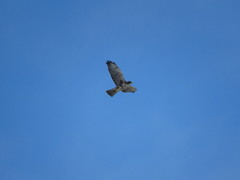 Buteo albigula
