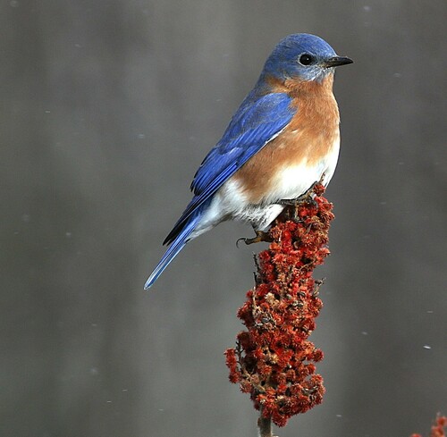 Eastern Bluebird photographed in Maine