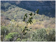 Rhynchopsitta terrisi