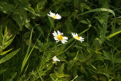 Matricaria