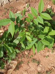 Senna occidentalis image