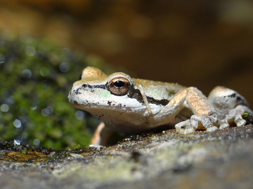 iNaturalist observation photo of Pacific chorus frog