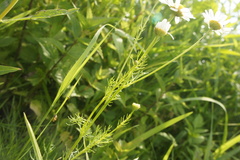Matricaria