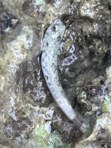 Rock clingfish (Tomicodon rupestris) — Gobiesocidae — 5