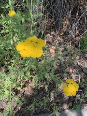 Achillea filipendulina