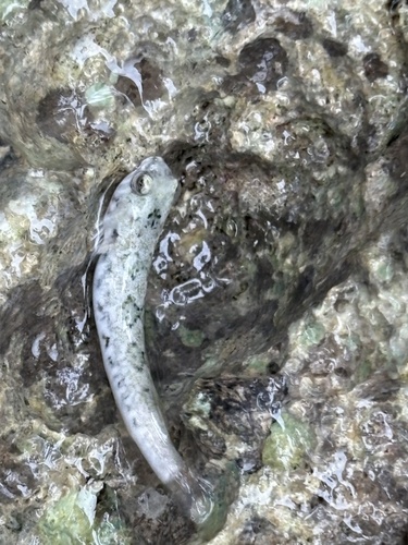 Rock clingfish (Tomicodon rupestris) — Gobiesocidae — 4