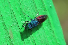 Chrysis ignita