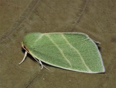 Bena bicolorana