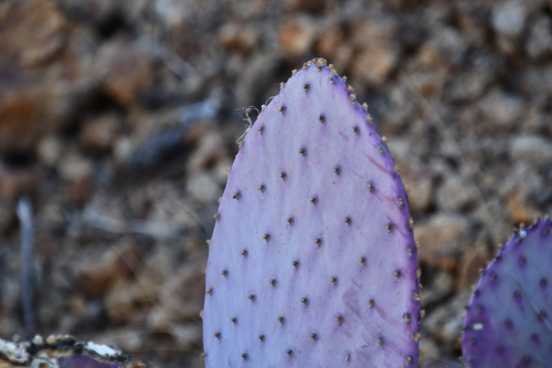 Image of Opuntia santa by (c) Mike Ostrowski, some rights reserved (CC BY-SA)
