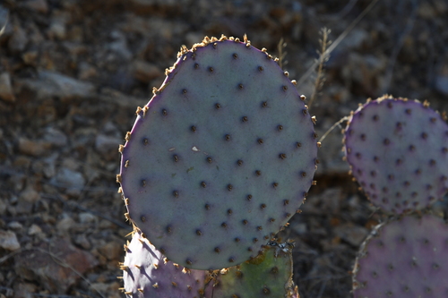Image of Opuntia santa by (c) Mike Ostrowski, some rights reserved (CC BY-SA)