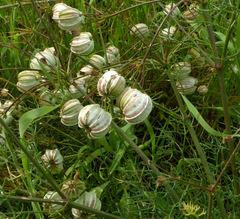 Prangos ferulacea