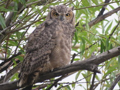 Bubo virginianus magellanicus