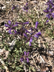 Penstemon heterodoxus