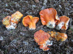 Hypomyces lactifluorum