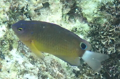 Pomacentrus bankanensis