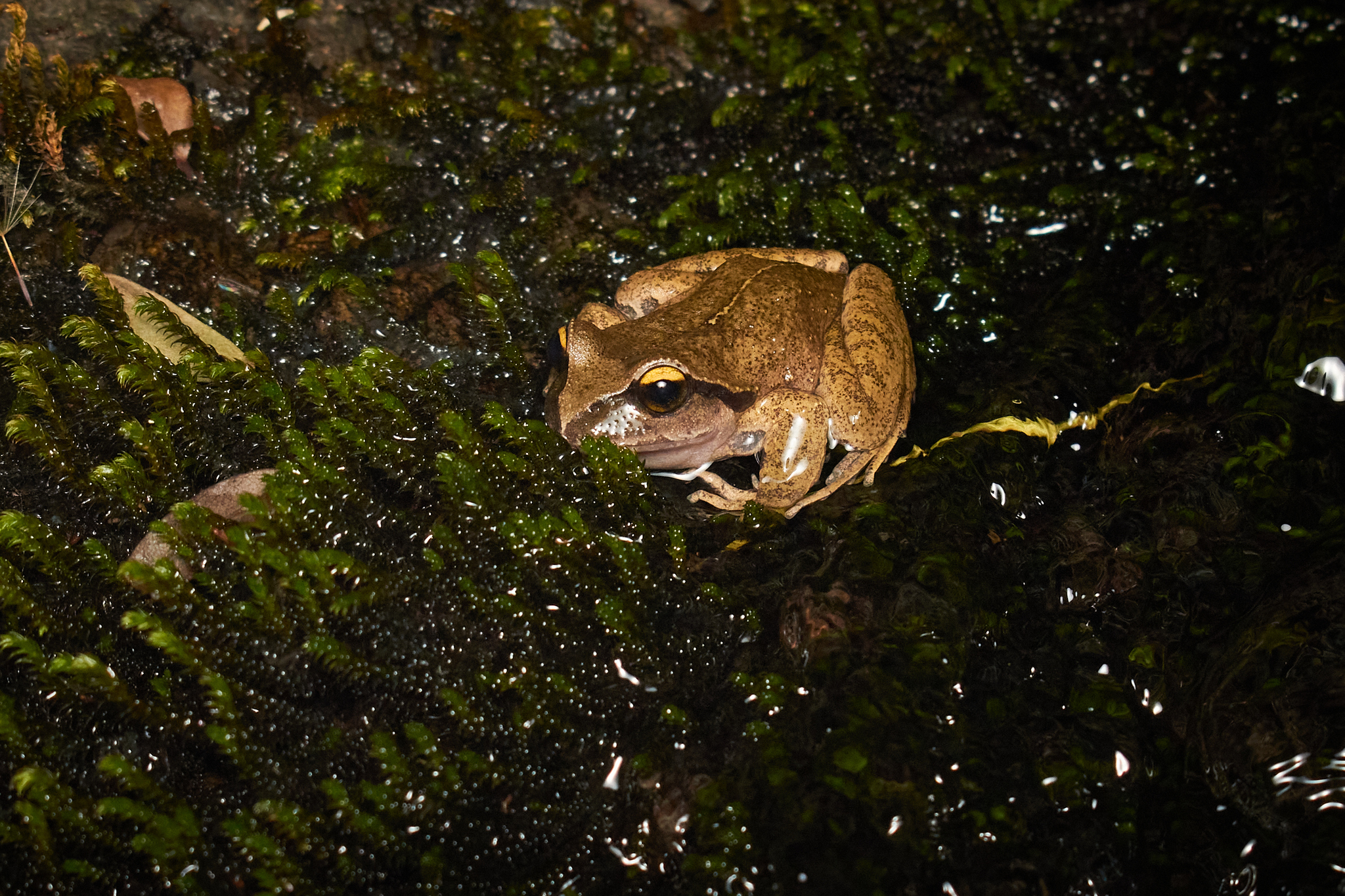 Alsodes cantillanensis Charrier, Correa-Quezada, Castro & Méndez-Torres, 2015