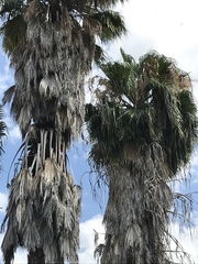 Washingtonia robusta