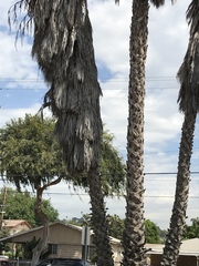 Washingtonia robusta