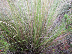 Tenaxia stricta
