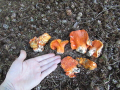 Hypomyces lactifluorum