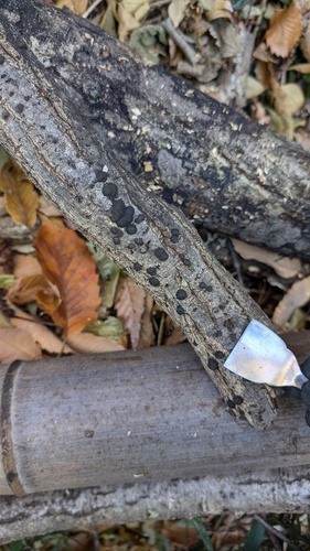 Annulohypoxylon truncatum