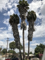 Washingtonia robusta