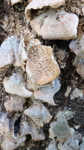 Trichaptum biforme
