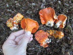 Hypomyces lactifluorum