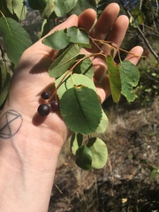 Amelanchier cusickii