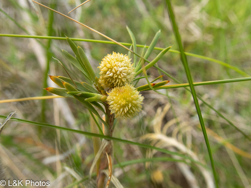 Acanthocarpus preissii (Acanthocarpus preissii)