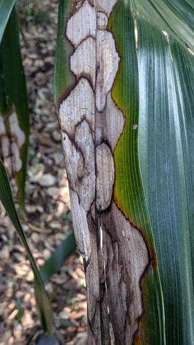 Pestalotiopsis trachicarpicola