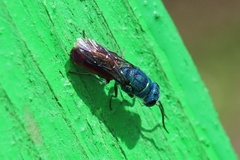 Chrysis ignita