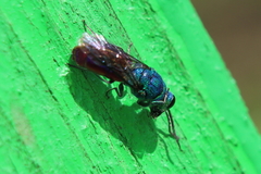 Chrysis ignita