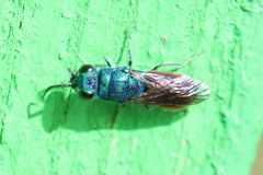 Chrysis ignita