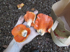 Hypomyces lactifluorum