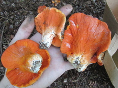Hypomyces lactifluorum